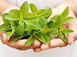 Stevia Şekerotu